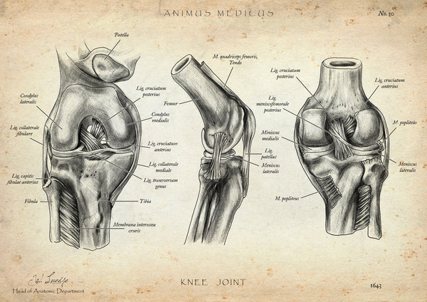 Knee Joint Anatomy