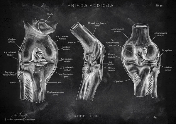 Knee Joint Anatomy - Chalkboard