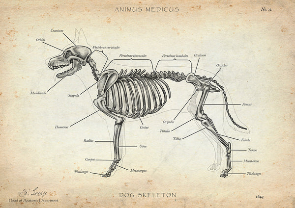 Dog skeleton