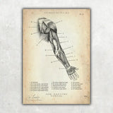 Dorsal arm anatomy