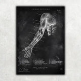 Arm Anatomy Ventral - Chalkboard