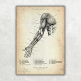 Arm anatomy ventral