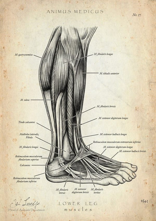Lower leg muscles