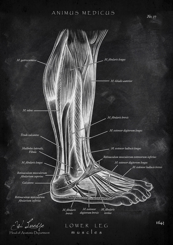 Lower leg muscles - Chalkboard