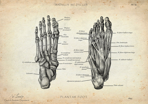 Foot Anatomy | Bones and Muscles