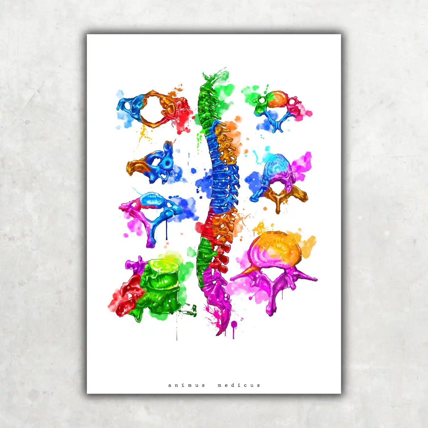 Vertebral Body Anatomy - Rainbow