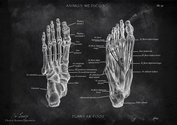 Foot Anatomy | Bones and Muscles - Chalkboard