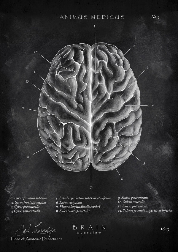 The Human Brain - Chalkboard