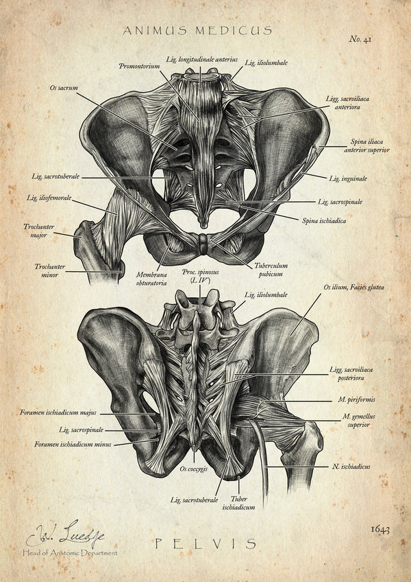 Anatomy of the hip joint