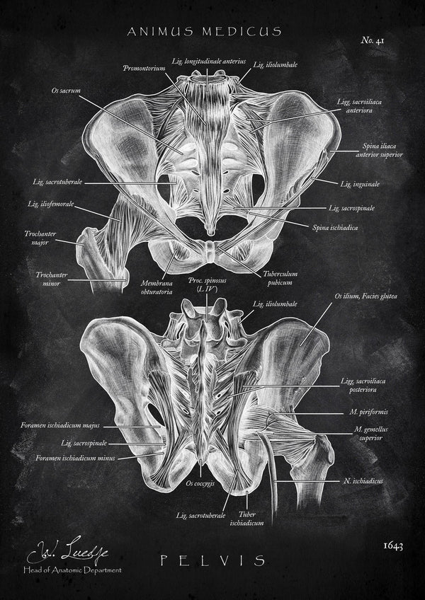 Anatomy of the hip joint - Chalkboard