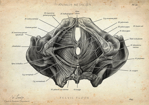 Pelvic Floor Muscles