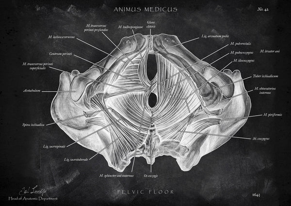 Pelvic floor muscles - Chalkboard