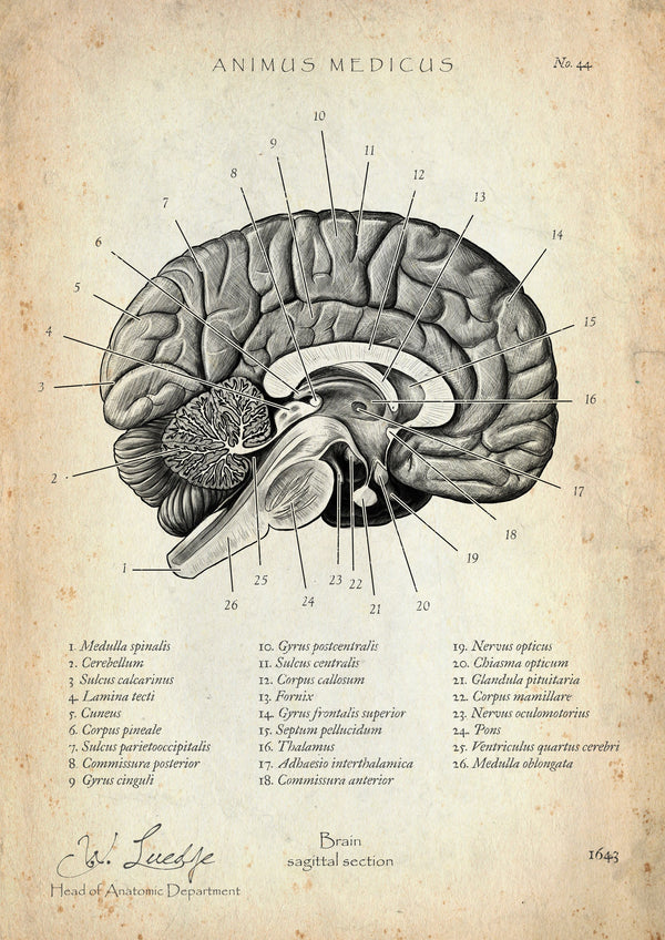 Brain in Sagittal Section