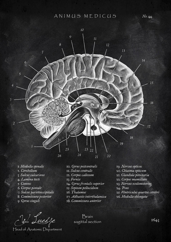 Brain in Sagittal Section - Chalkboard