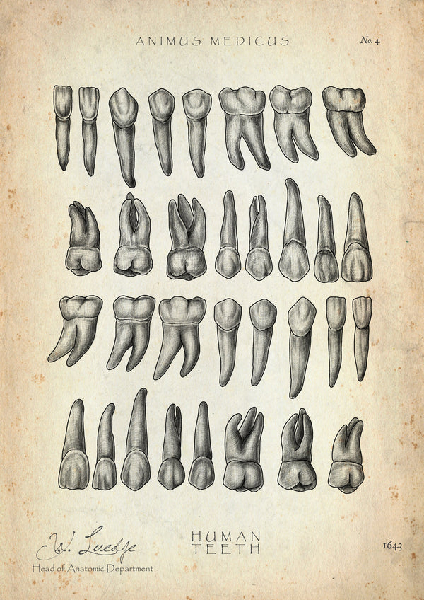 Overview of the teeth