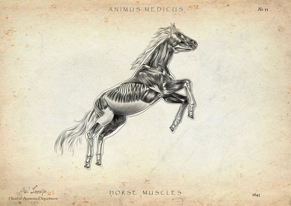 Horse Musculature Anatomy