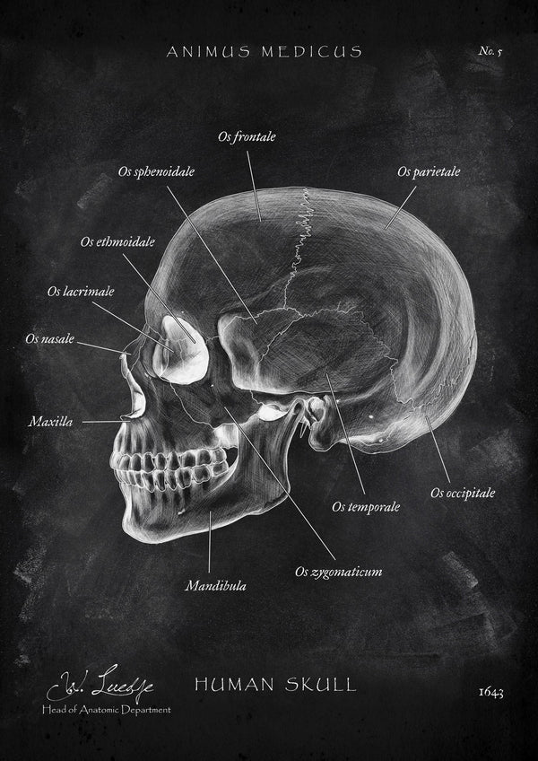 Skull Anatomy - Chalkboard
