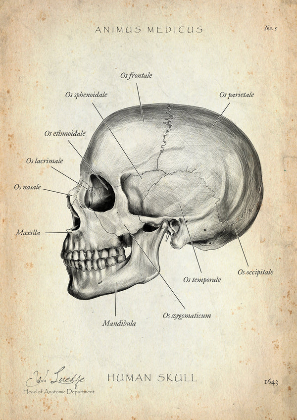 Skull Anatomy