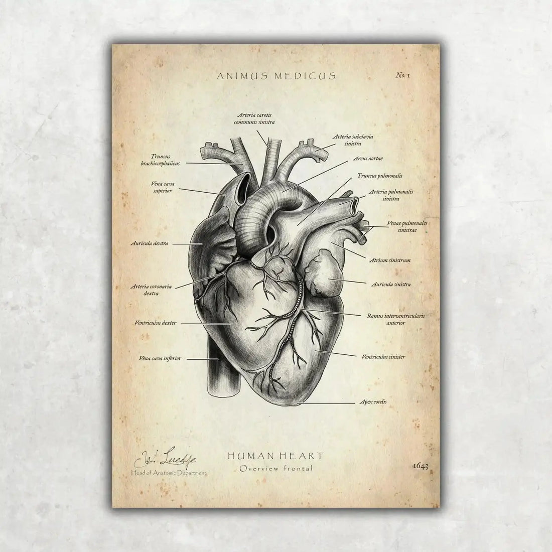 Anatomy medical posters with discount to save – Animus Medicus GmbH
