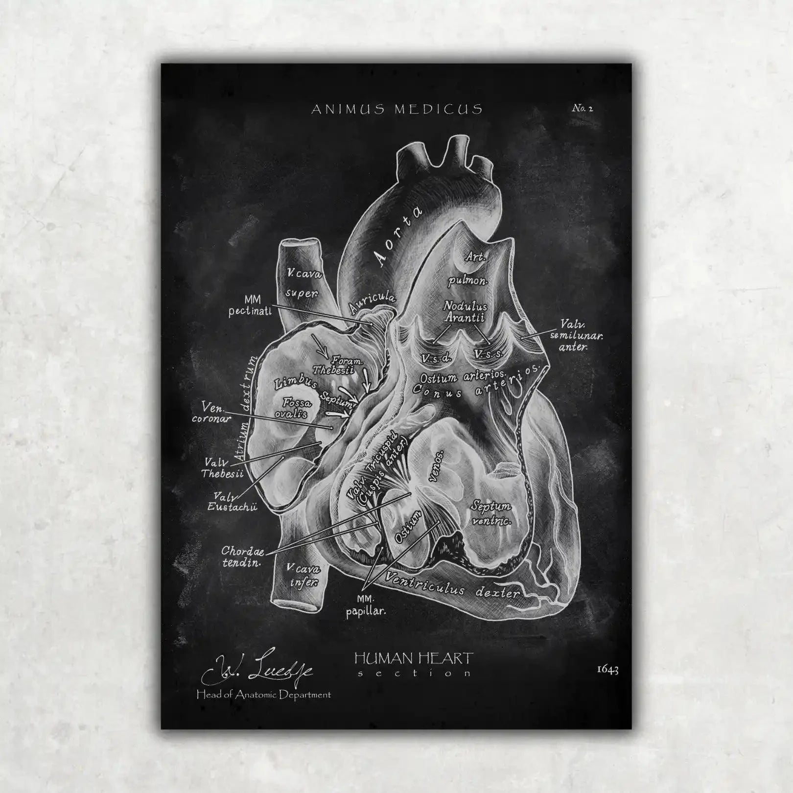 5er Paket Chalk Edition - Bestseller - Animus Medicus GmbH