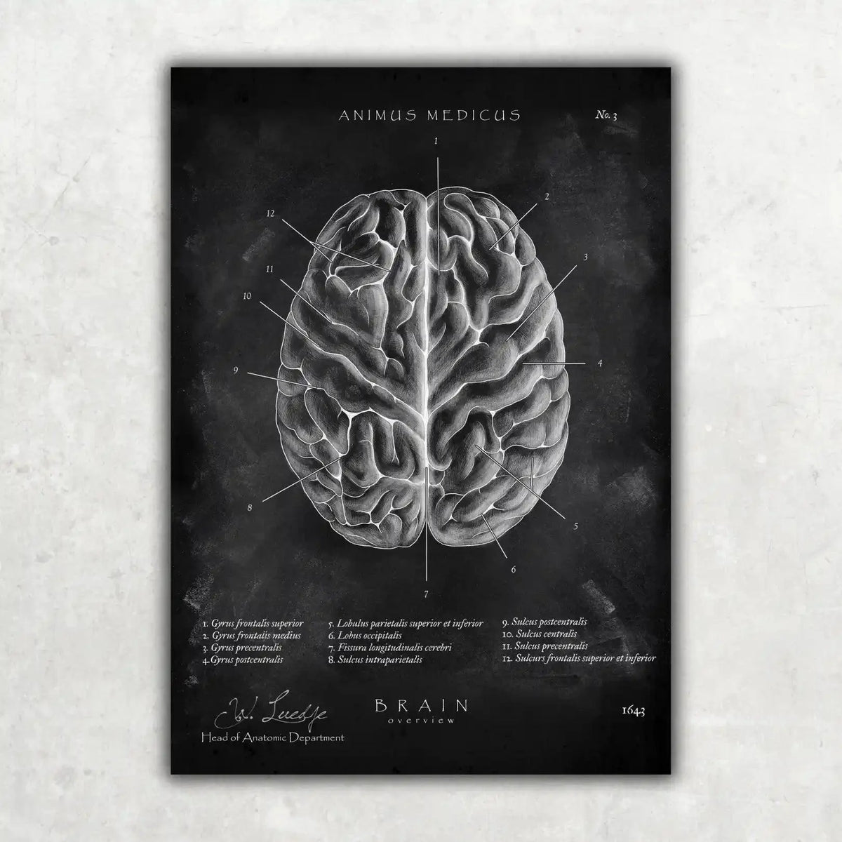 5er Paket Chalk Edition - Bestseller - Animus Medicus GmbH