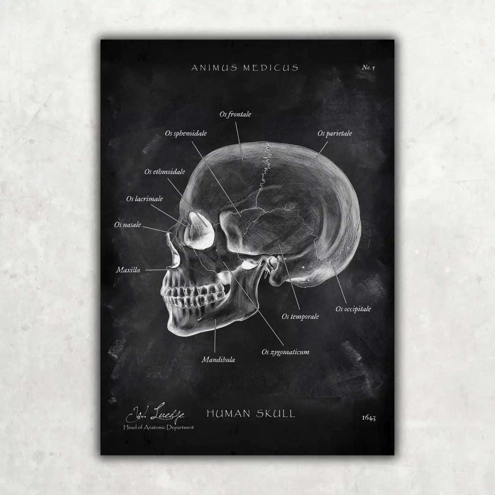 5er Paket Chalk Edition - Bestseller - Animus Medicus GmbH