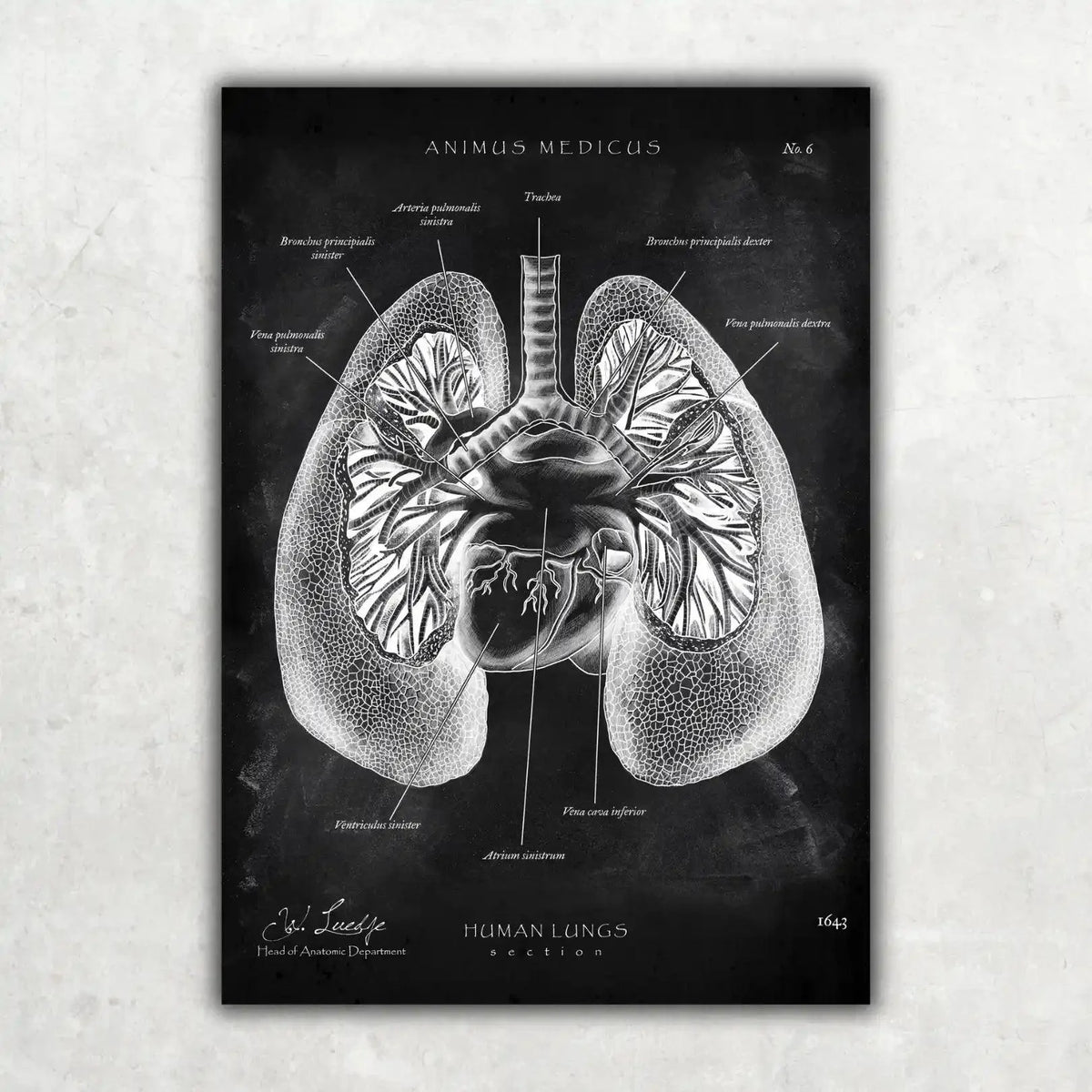 5er Paket Chalk Edition - Bestseller - Animus Medicus GmbH