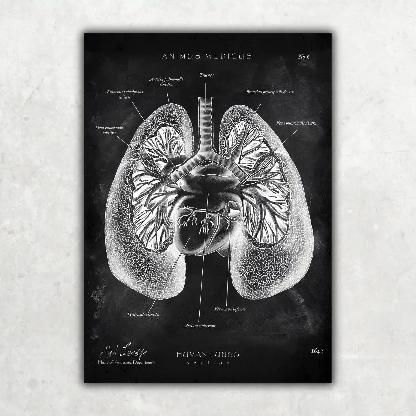 5er Paket Chalk Edition - Bestseller - Animus Medicus GmbH