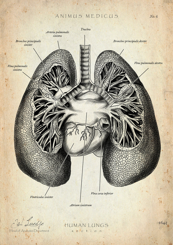 Lung Anatomy