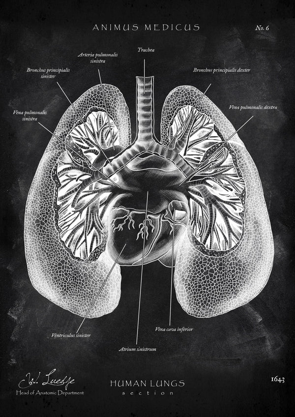 Lung Anatomy - Chalkboard