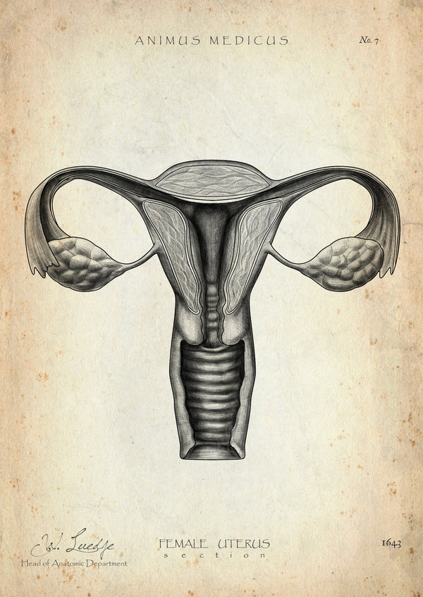 Anatomy of the Uterus