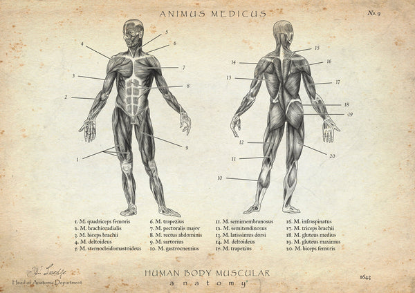 Muscle Anatomy