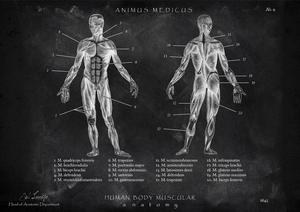 Muscle Anatomy - Chalkboard