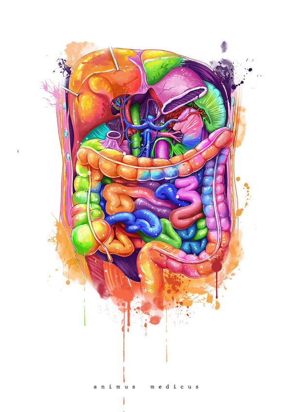 Abdomen Anatomy - Rainbow