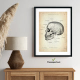Skull bones anatomy