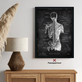 Back anatomy | Bones and Muscles - Chalkboard