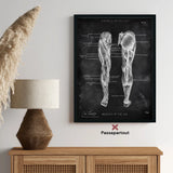 Leg Muscles Anatomy - Chalkboard