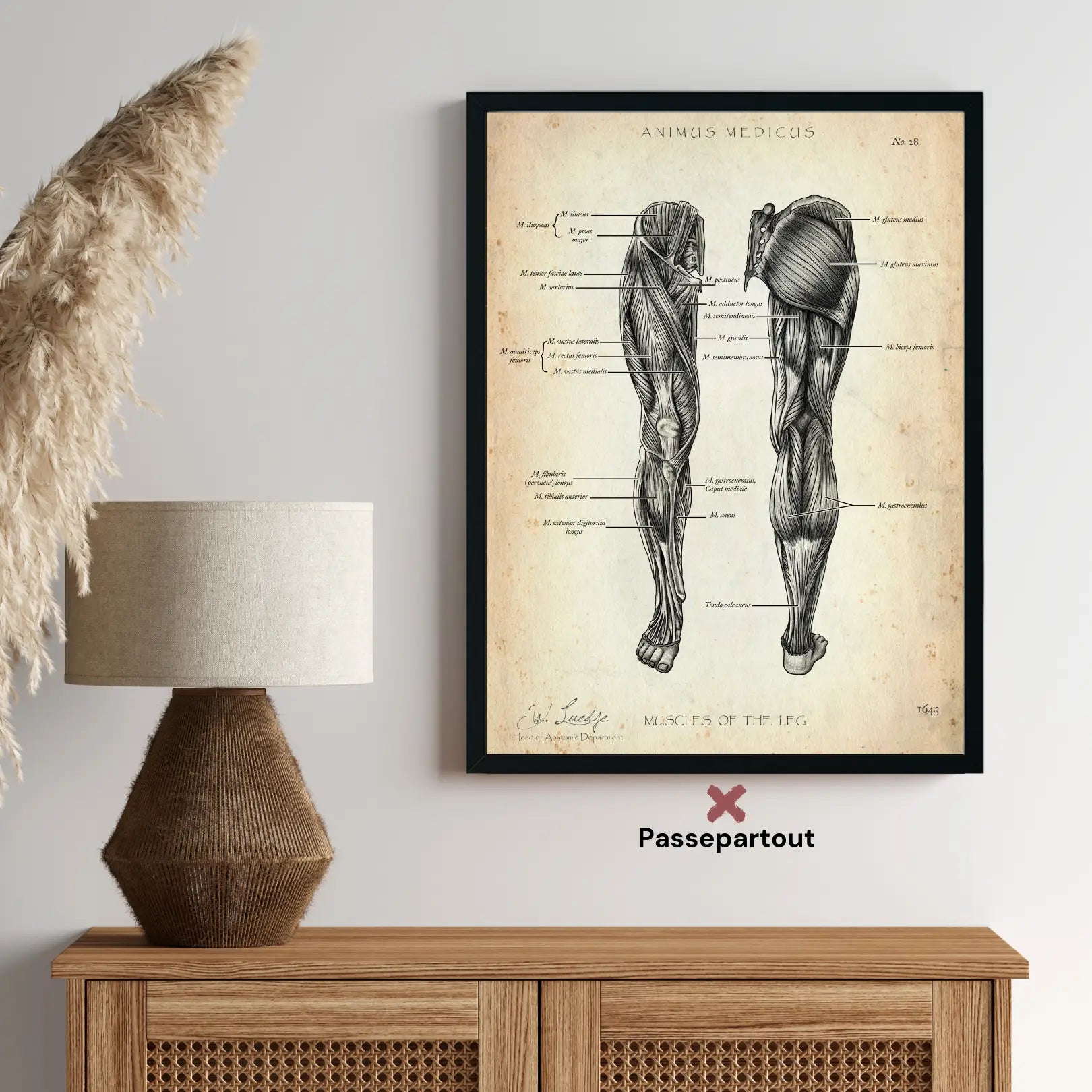 Leg muscles anatomy