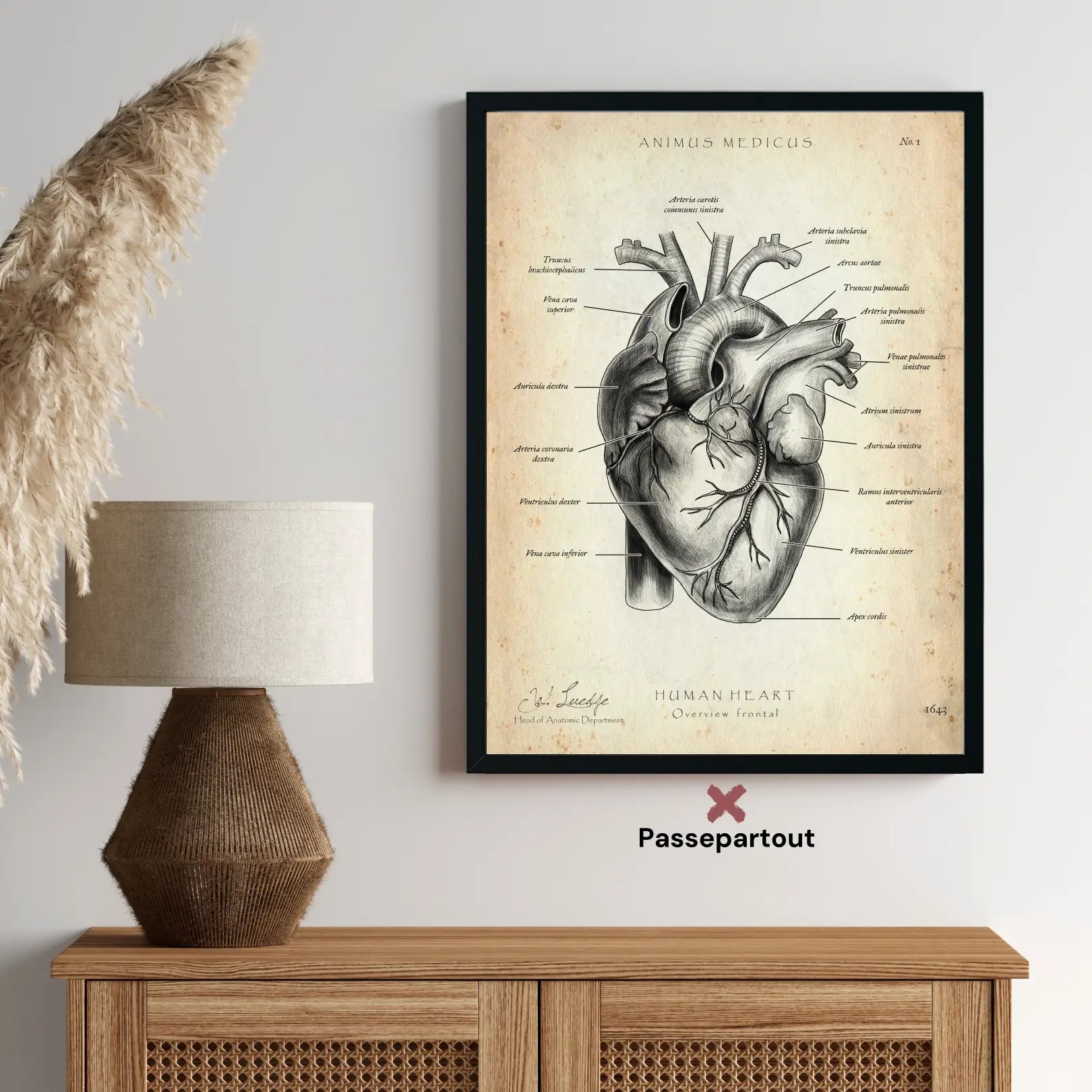 Heart Anatomy