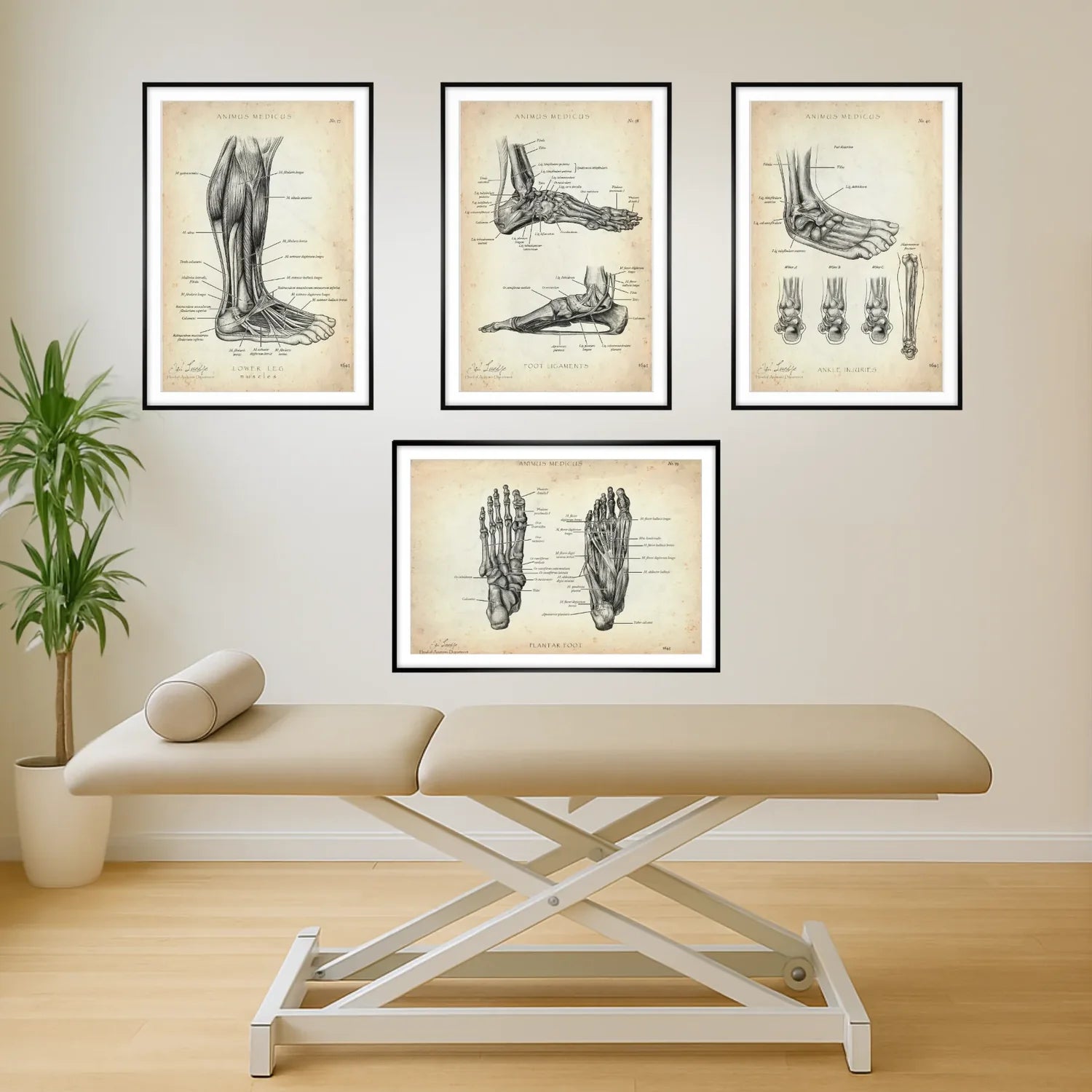 Foot Anatomy Collection