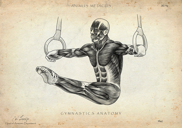 Gymnastics Anatomy Poster