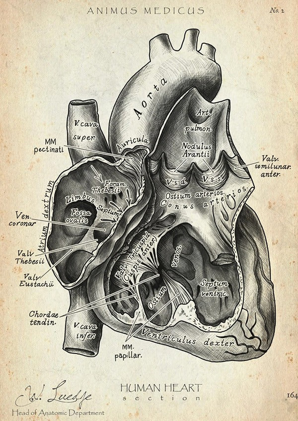 Heart Section