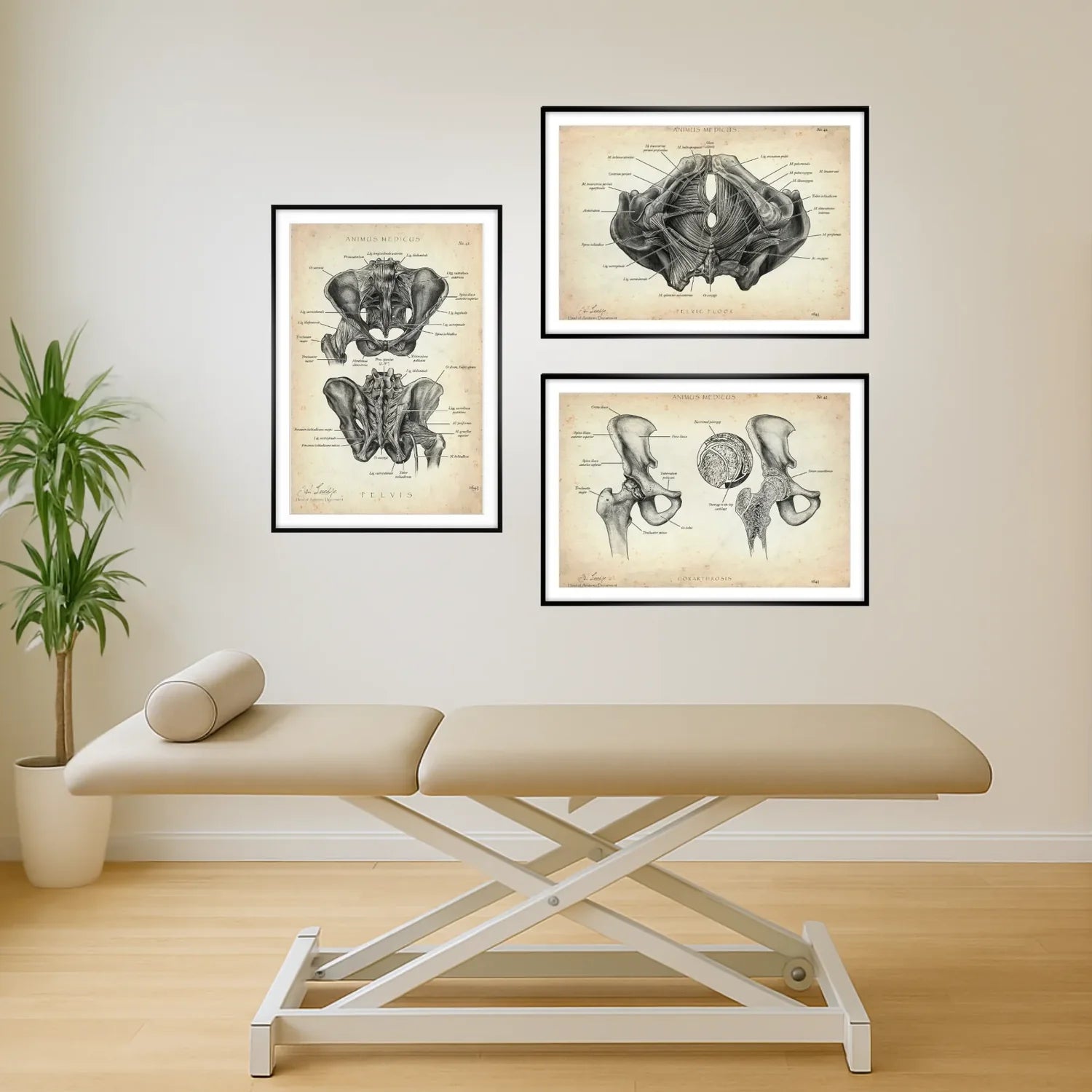 Basin Anatomy Collection