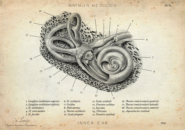 Inner Ear Anatomy