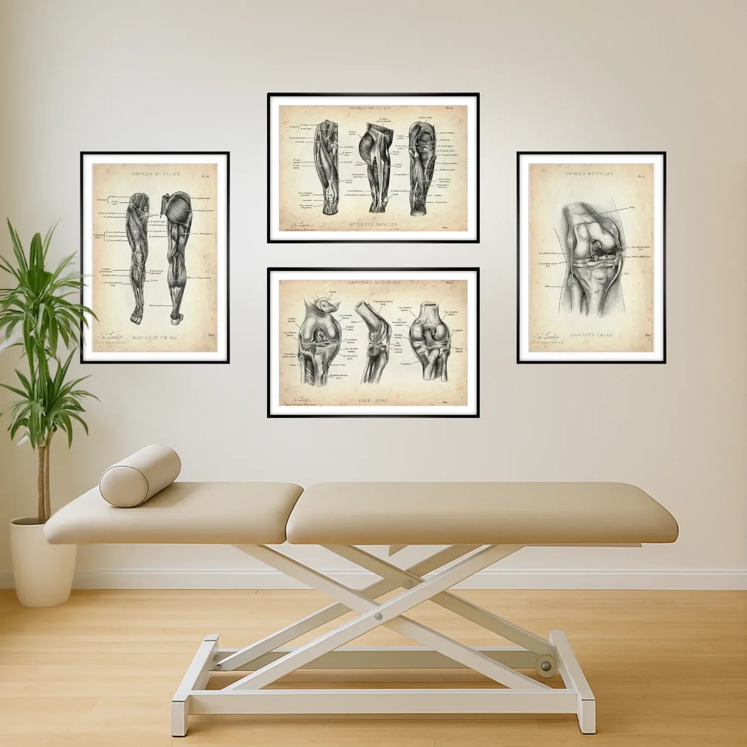 Knee Anatomy Collection