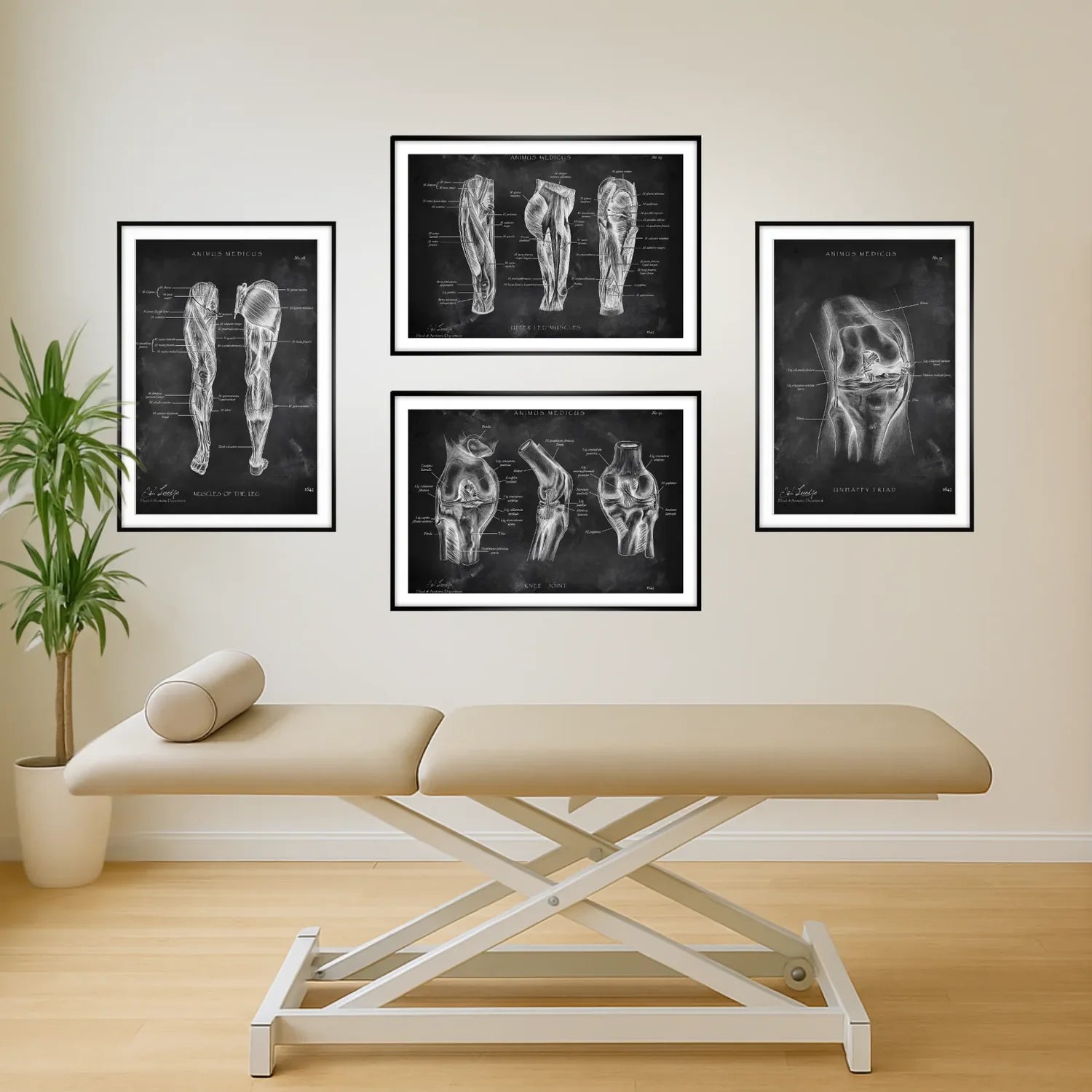 Knee Anatomy Collection - Chalkboard