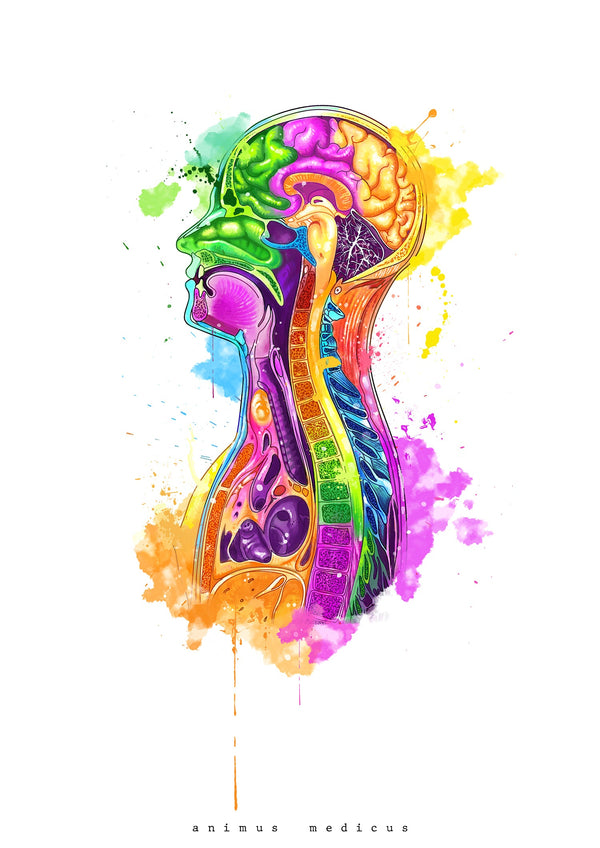 Thorax in Sagittal Section - Rainbow