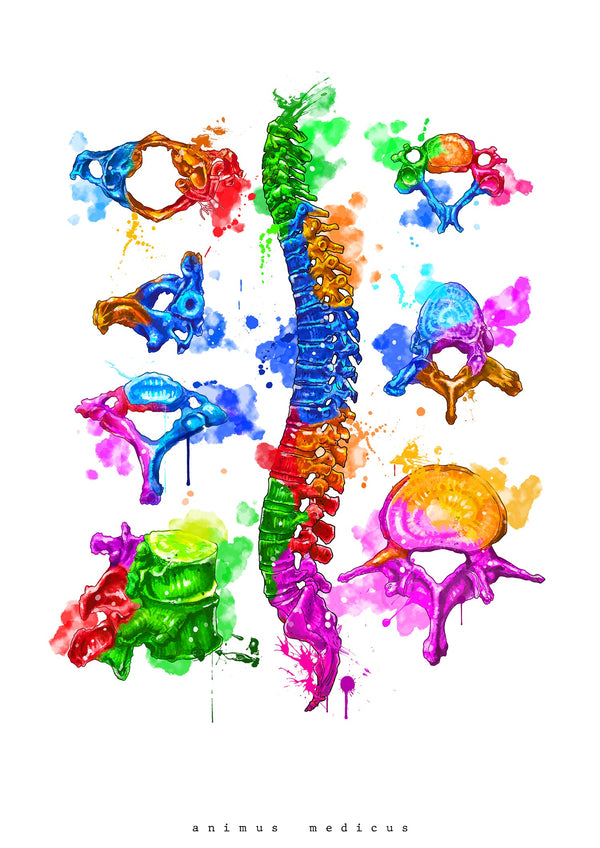 Vertebral Body Anatomy - Rainbow