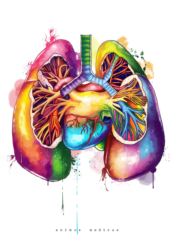 Lung Anatomy - Rainbow