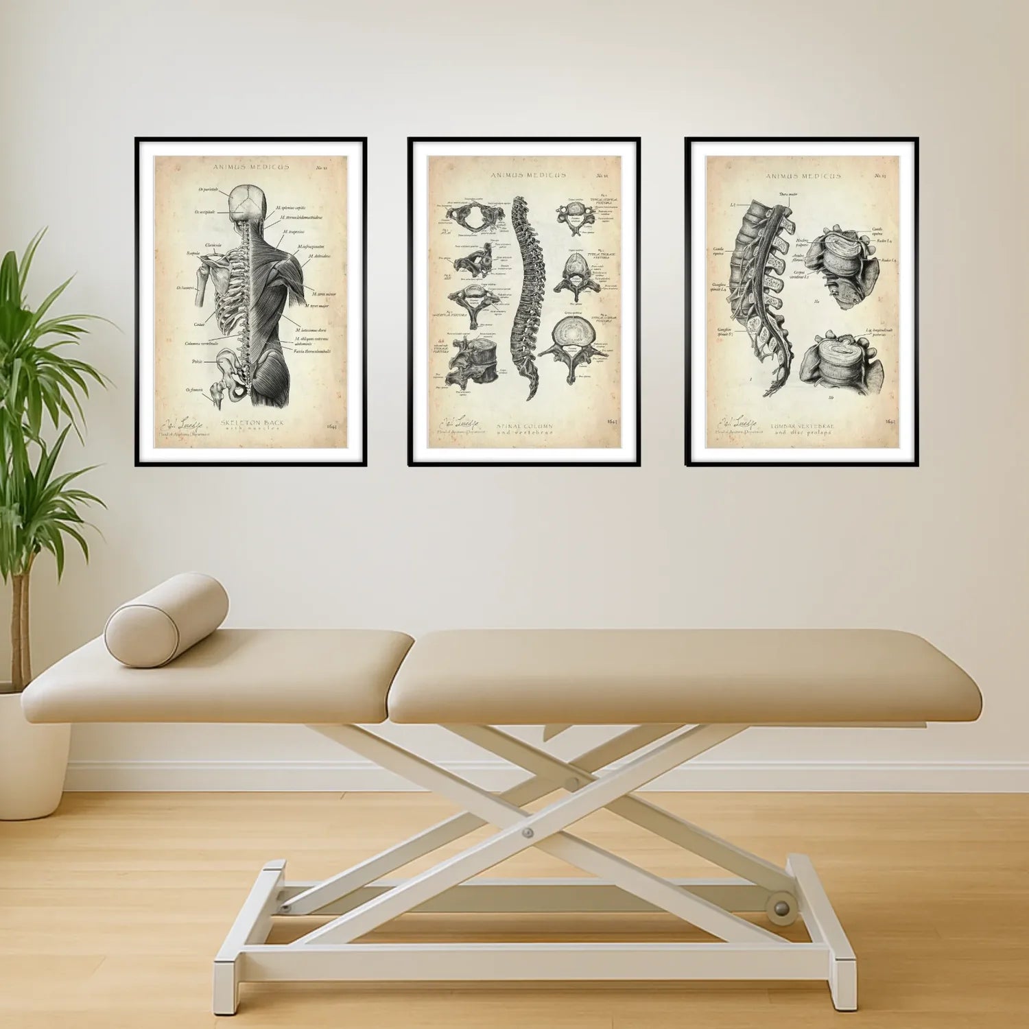 Back Anatomy Collection